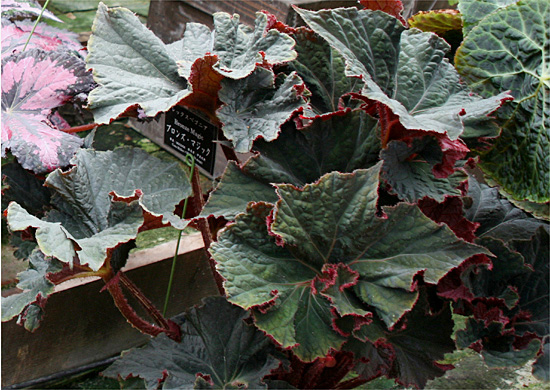 B. ‘Bronze Magic’